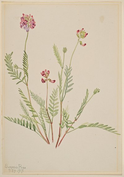 Vesce des Alpes (Astragalus bourgovii) - Mary Vaux Walcott