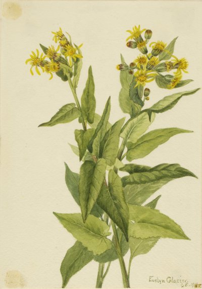 Séneçon à feuilles triangulaires - Mary Vaux Walcott