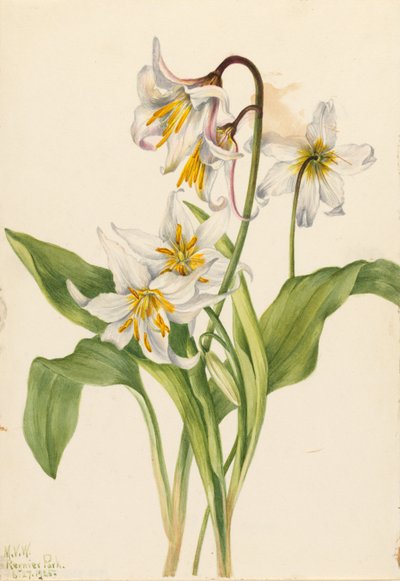 Lys d