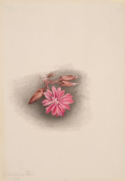 Bitterroot Lewisia redivivia, 1915 - Mary Vaux Walcott