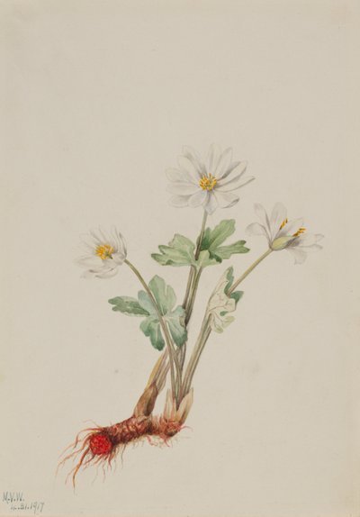 Sanguinaire (Sanguinaria canadensis) - Mary Vaux Walcott
