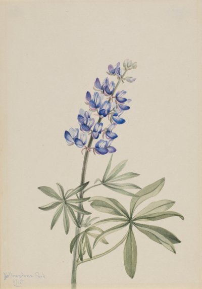 Lupin bleu Lupinus argenteus, 1915 - Mary Vaux Walcott