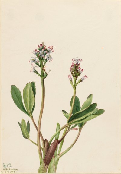 Fève des marais (Menyanthes trifoliata) - Mary Vaux Walcott