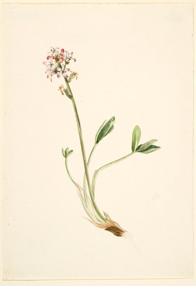 Haricot (Menyanthes trifoliata) - Mary Vaux Walcott