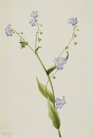 Myosotis des champs Lappula diffusa, 1903 - Mary Vaux Walcott
