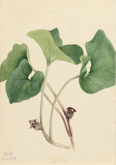 Gingembre sauvage du Canada Asarum canadense, 1920 - Mary Vaux Walcott