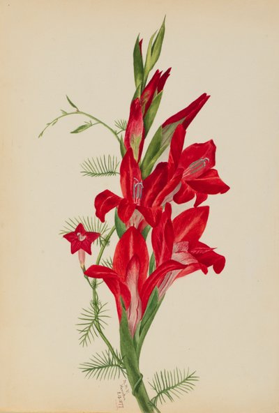 Cannas et vigne cyprès (Canna species et Ipomoea quamoclit) - Mary Vaux Walcott