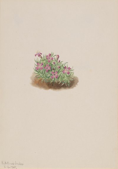 Silène acaule, 1905 - Mary Vaux Walcott