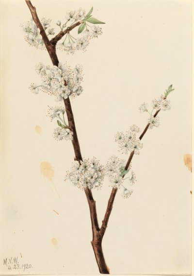 Prunier de Chickasaw (Prunus angustifolia) - Mary Vaux Walcott