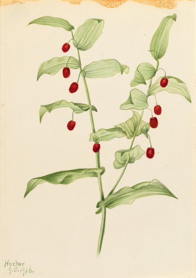 Tige torsadée agrippante (Streptopus amplexifolius) - Mary Vaux Walcott