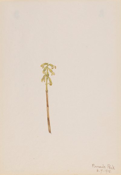 Corathorhiza corallorhiza - Mary Vaux Walcott