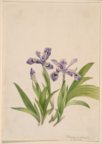 Iris à crête (Iris cristata) - Mary Vaux Walcott