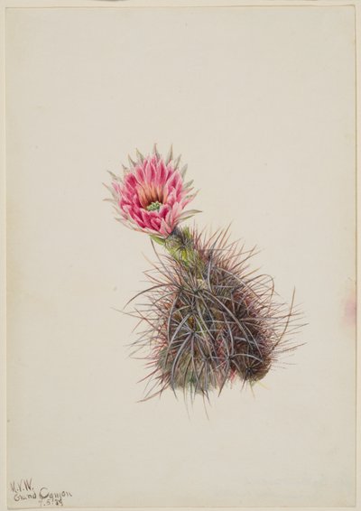 Cactus concombre, 1939 - Mary Vaux Walcott