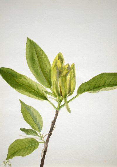 Magnolia acuminata, 1938 - Mary Vaux Walcott