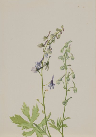 Delphinium (Delphinium scopulorum) - Mary Vaux Walcott