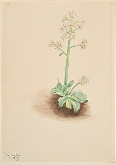 Saxifrage précoce (Saxifraga virginiensis) - Mary Vaux Walcott