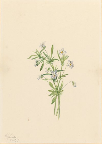Violette des champs (Viola rafinesquii) - Mary Vaux Walcott