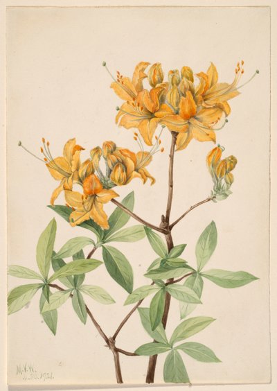 Azalée flamme (Azalea lutea) - Mary Vaux Walcott