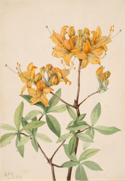 Azalée flamboyante, 1921 - Mary Vaux Walcott