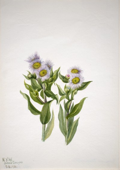 Vergerette (Erigeron macranthus) - Mary Vaux Walcott