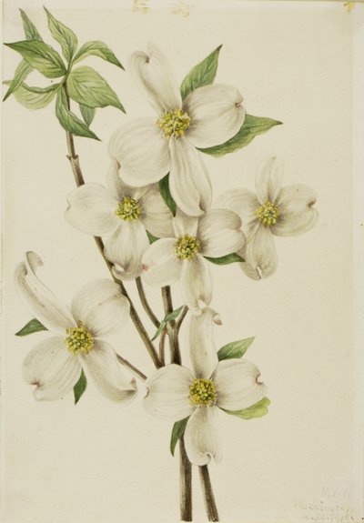 Cornouiller fleuri (Cornus florida) - Mary Vaux Walcott