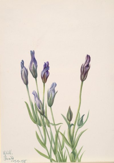 Gentiane, 1935 - Mary Vaux Walcott