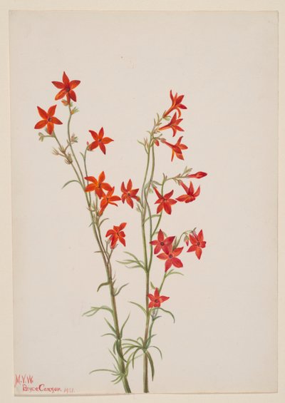 Gilia arizonica - Mary Vaux Walcott