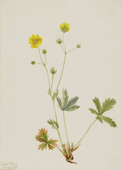 Potentille à feuilles étroites (Potentilla glaucophylla) - Mary Vaux Walcott