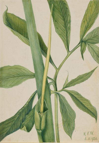 Arisème dragon (Arisaema dracontium) - Mary Vaux Walcott