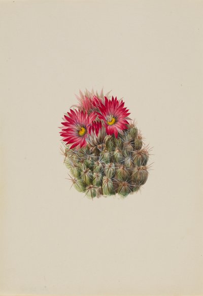 Cactus hérisson Coryphantha arizonica, 1933 - Mary Vaux Walcott
