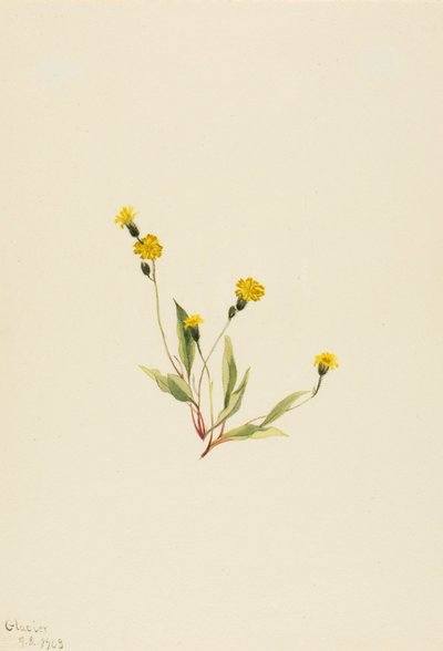 Heieracium gracile - Mary Vaux Walcott