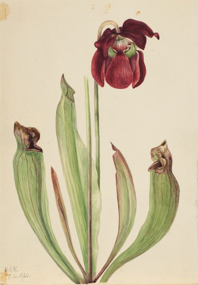 Sarracénie hybride (Sarracenia rubra xs purpurea venosa) - Mary Vaux Walcott