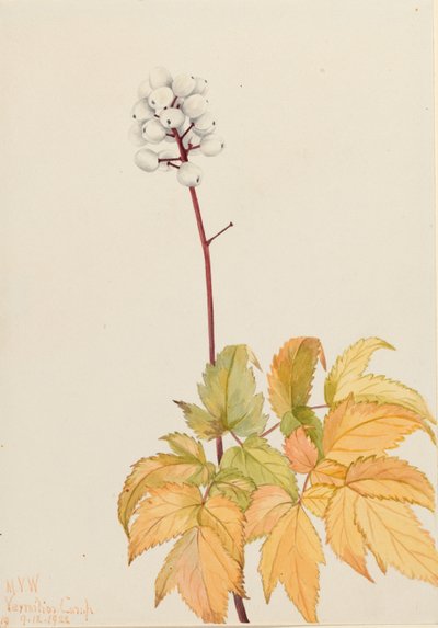Actée arguta (Ivory Baneberry) - Mary Vaux Walcott