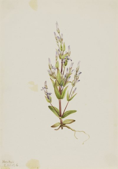 Gentiane à échelons (Gentiana acuta) - Mary Vaux Walcott