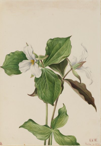 Trille blanc (Trillium grandiflorum) - Mary Vaux Walcott