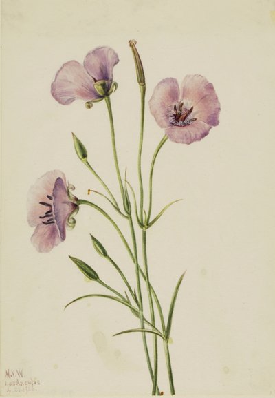 Mariposa lilas (Calochortus splendens) - Mary Vaux Walcott