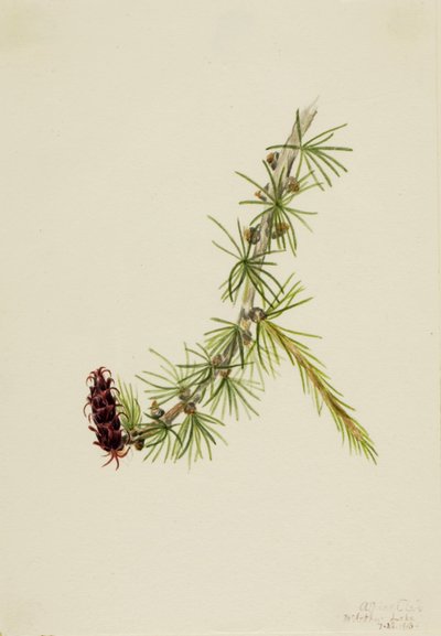 Mélèze de Lyall (Larix lyallii) - Mary Vaux Walcott