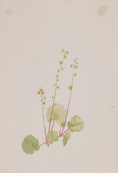 Mitella nue - Mary Vaux Walcott