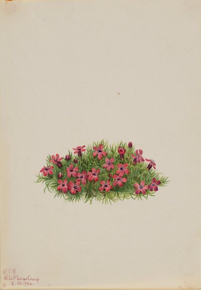 Campion mousse (Silene acaulis) - Mary Vaux Walcott