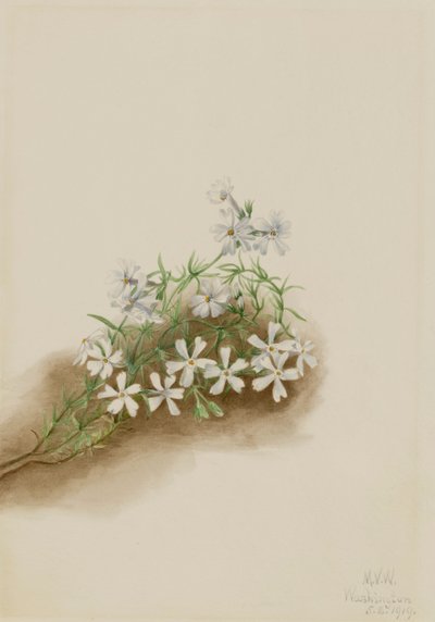 Phlox subulata rose mousse - Mary Vaux Walcott