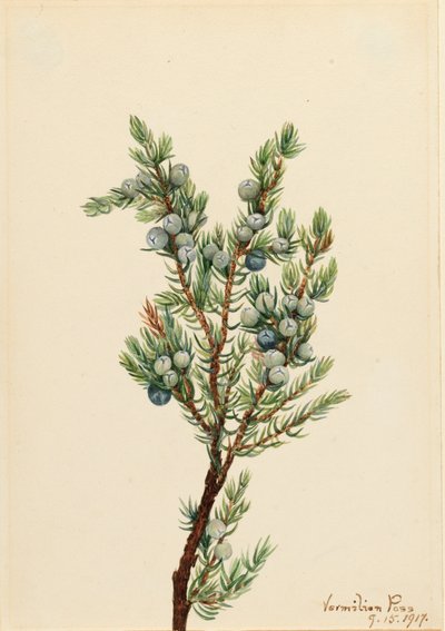 Genévrier de montagne Juniperus sibirica, 1917 - Mary Vaux Walcott