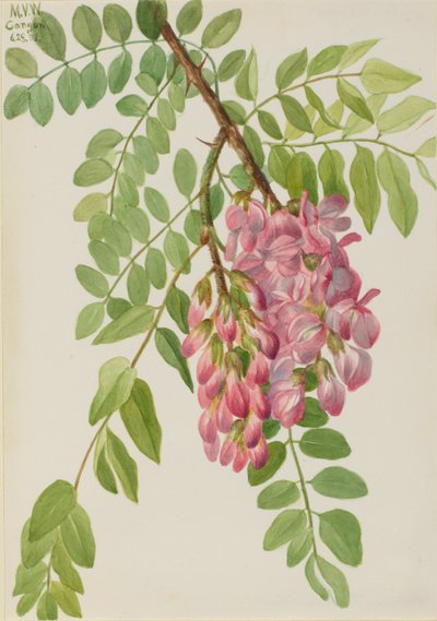 Robinier du Mexique (Robinia neomexicana) - Mary Vaux Walcott