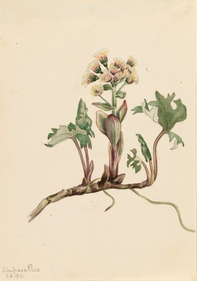 Pétasite du Nord Petasites hyperboreus - Mary Vaux Walcott