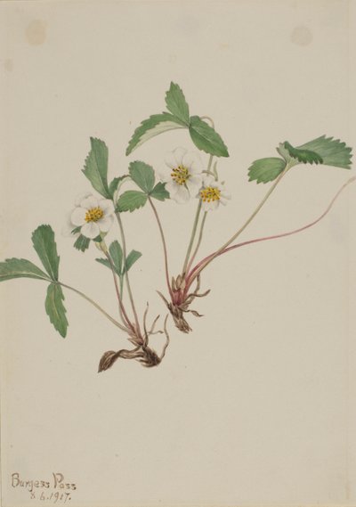 Fraise pâle (Fragaria glauca) - Mary Vaux Walcott