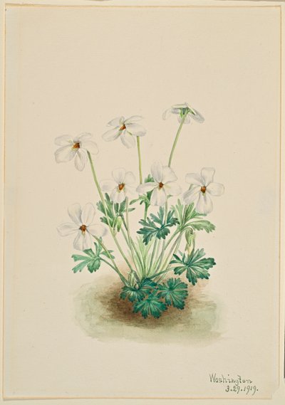 Violette (Viola pedata) - Mary Vaux Walcott