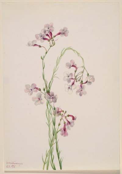 Pentstemon ambiguus - Mary Vaux Walcott