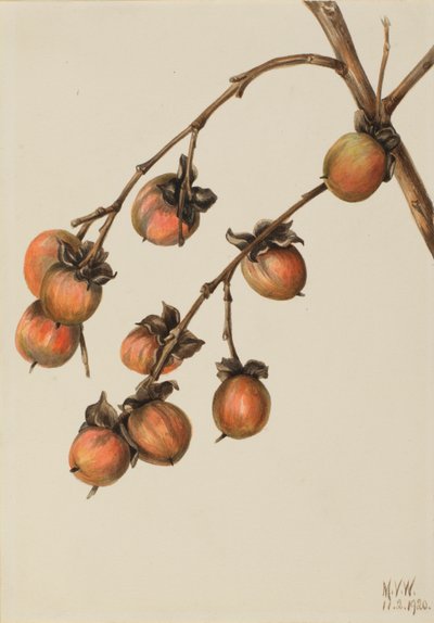 Kaki (Diospyros virginiana) - Mary Vaux Walcott