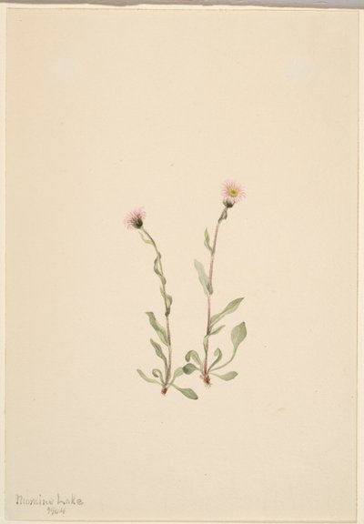 Vergerette rose (Erigeron jucundus) - Mary Vaux Walcott