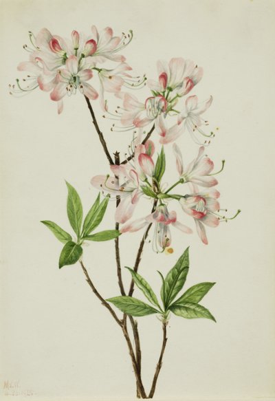 Azalée à coquille rose (Azalea vaseyi) - Mary Vaux Walcott