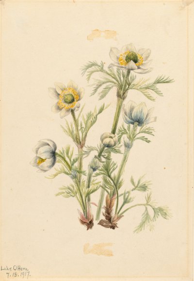 Anémone à panache (Pulsatilla occidentalis) - Mary Vaux Walcott